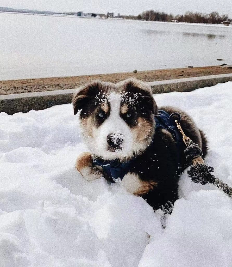 Chiot dans la neige avec une laisse en corde Berry & Bark