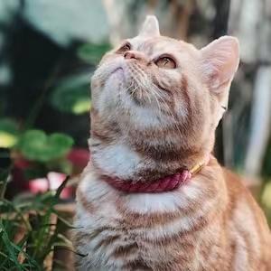 Collier en corde à chaîne Fraise
