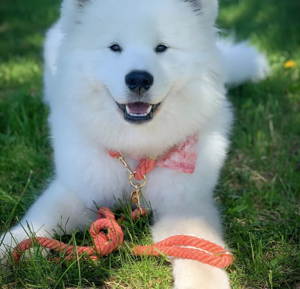 Collier en corde à chaîne Fraise