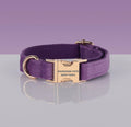 Collier pour chien en velours violet améthyste, boucle métallique dorée, sur fond mauve