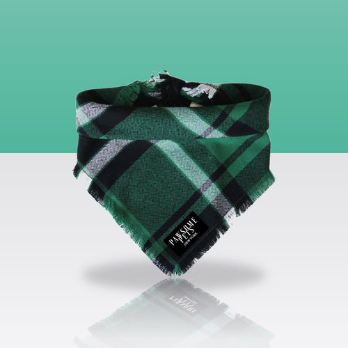 Bandana Épicéa pour chien, sur fond coloré